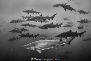 Shadow Sharks
There were so many sand tiger sharks aroun... by Tanya Houppermans 